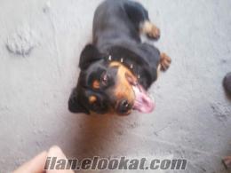 Satılık RottweileR 11 AylIk Mecburiyetten İst.