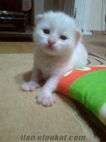 Balıkesirde sahibinden satılık beyaz, mavi gözlü yavru kediler =)