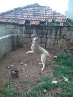 Gaziantep Oğuzelide kangal köpek