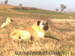 çanakkale bigada satılık kangal çoban köpeği kouyn içinde yetişmiş