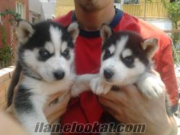 200 TL HUSKY YAVRULAR İZMİRDEN