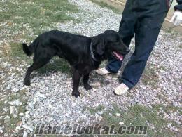 Flat-Coated Retriever..YANİ SİYAH GOLDEN..