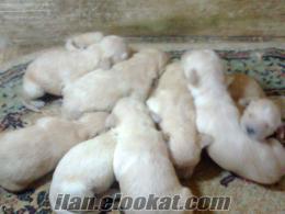 Aydın/Söke 20 Günlük Golden Retriever Yavruları