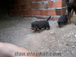 satılık macar rottweiler yavruları