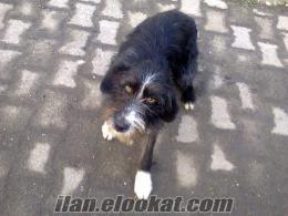 zonguldakta 11 aylık barak tavsancı siyah beyaz avcı köpeği
