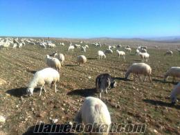 sivas gürün kızılören köyünde satılık damızlık kangal koyun ve toklu