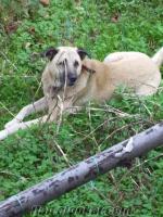 sakaryada sahibinden satılık kangal çoban köpeği