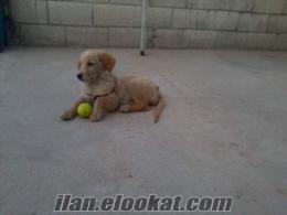 gaziantepte satlık 4 aylık golden retriever