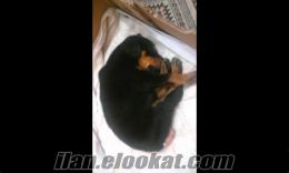 çanakkalede satılık rottweiler yavrusu aşı karneli 45 günlük.