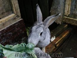 Çanakkale-Çandan sahibinden satılık Tavşan