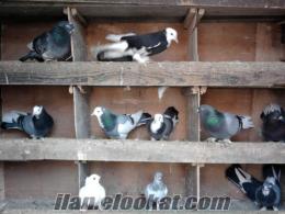 istanbulda makedon(selanik) satılık dönek güvercinleri
