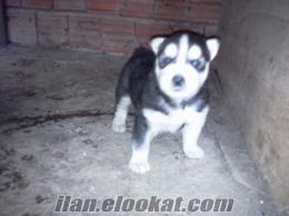 Satılık sibirya Kurdu (husky)