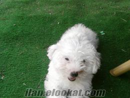 Mersinden sahibinden satılık 2.5 aylık beyaz terrier.