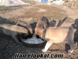 satılık safkan kangal yavruları