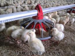 Anahtar Teslimi Tavuk Çiftliği İnşaatları