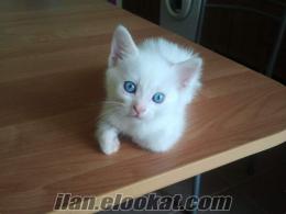 1 aylık safkan van kedisi