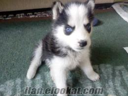 DENİZLİDE SATILIK YAVRU SİBİRYA KURDU (HUSKY)