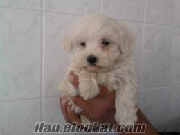 Veteriner hekimden Macaristan pasaportlu muhteşem matız (maltese)terrier yavrula