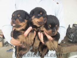 SATILIK SAFKAN MACAR ROTTWEILER YAVRULARI