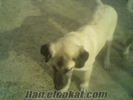 HAKİKİ SİVAS KANGAL