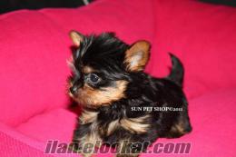 SATILIK YORKSHIRE TERRIER YAVRULAR 1200 TL SUN PET TE