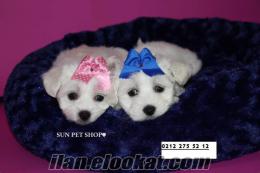 SUN PET SHOP FARKIYLA SATILIK MALTESE TERRIER YAVRULARI