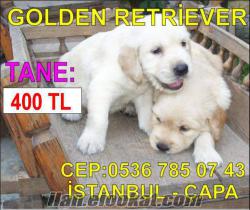 ORJİNAL GOLDEN RETRİEVER YAVRUSU