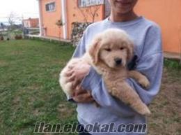 BABY FACE GOLDEN RETRIEVER YAVRULARIMIZ(DOGACADEMY)