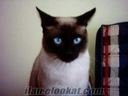 samsunda ücretsiz 7 aylık siyam kedisi
