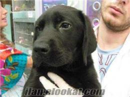 SİYAH Labrador retrivier İstanbul