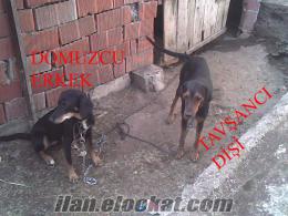 Çanakkale Sahibinden Satılık (Domuzcu, tavsancı) İki Köpek Sıtılıktır