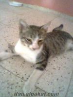 Antalya Muratpaşada kayıp kedi
