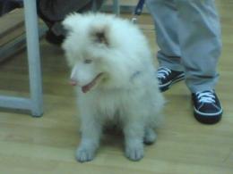 ÇOK ACİL SATILIK SAMOYED...