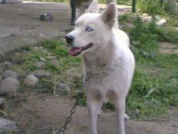 aşıları tam ve sağlıklı satılık safkan husky köpeği