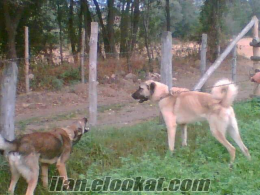 safkan kangal ve kangal yavruları