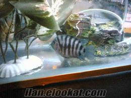 kadıköyde sahibinden satılık zebra ciklet yavruları