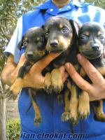 saf dalmaçyalı ve saf doberman köpek yavruları