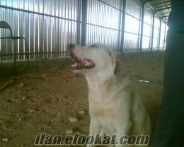 satılık 4 aylık akbaş cinsi köpek