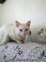 izmirde beyaz evcil bir kedi buldum beyaz sol kulağı kesik