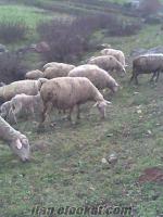 Bursa Karacabeyde satılık mrinos koyun sürüsü