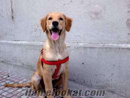 satılık eğitimli golden retriver