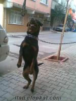 Satılık İstanbuldan 10 aylık erkek Rottweiler 390 TL.