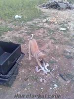 Adıyamanda satılık kangal köpeği