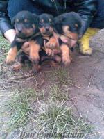 Düzcede rottweiler yavrularımızda bırıne sahıp olmak ıstemezmısınız