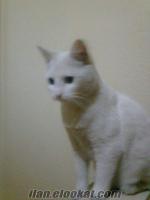 Denizli Yenişehirde kedim pamuk kayıp