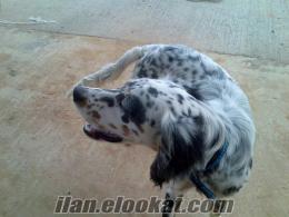 satılık lavrak setter(tricolor)7 aylık