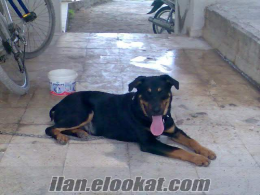 süper alman rottweiler (350 ytl)