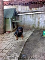 manisa/kulada sahibinden acil satılık eğitimli rottweiler cinsi köpek