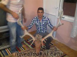 ankarada satılık geyik boynuzu