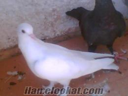 Çanakkale Bayramiçte satılık güvercin